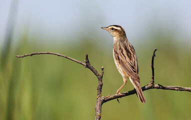 Aquatic warbler is one of the rarest passerine birds in Europe