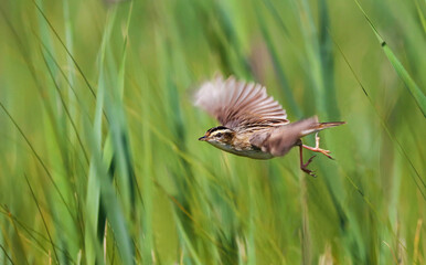 Aquatic warbler is one of the rarest passerine birds in Europe