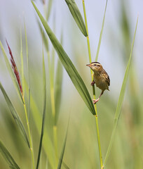Aquatic warbler is one of the rarest passerine birds in Europe