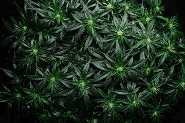 Cannabis CBD plant on black background. Layout of fresh wet marijuana leaves, watering bush, top view. Hemp recreation, legalization concept.
