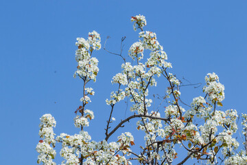 White flowers blossoming in Spring