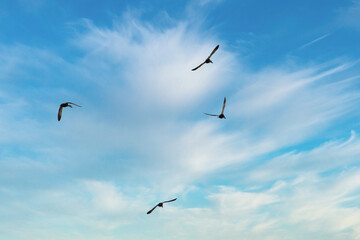 快晴の青空を、心地よく羽ばたく野生のカモの群れ