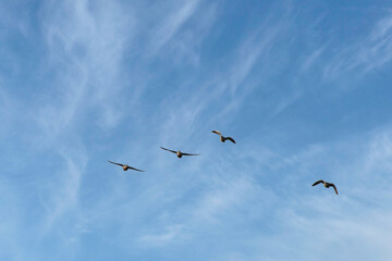 快晴の青空を、心地よく羽ばたく野生のカモの群れ