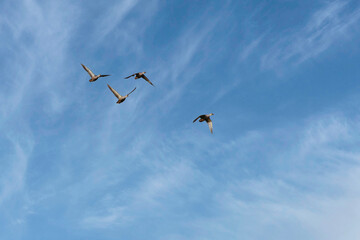 快晴の青空を、心地よく羽ばたく野生のカモの群れ