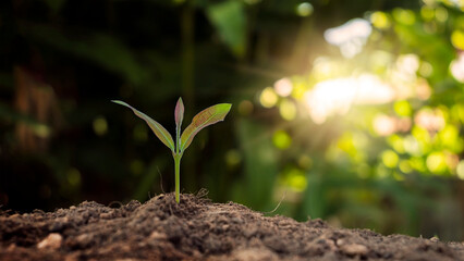 Seedlings growing from fertile soil and blurred green background. Concept of ecological balance and plant growth in nature.