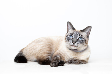 Fototapeta premium siamese cat on white
