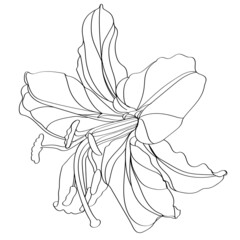 hand drawn sketch of lily