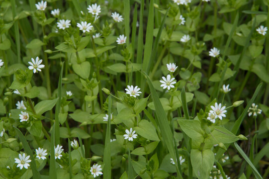 close-up: chickweed white flowers in the green grass