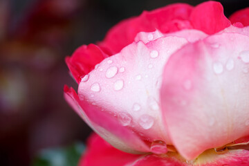 Rose flower macro. Pink rose flower close up. High quality natural background.