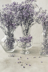purple gypsophila dry flowers in many glass jars and bottles on a white background. art image, floral still life, vertical, selective content