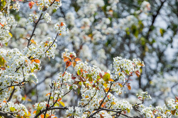 White flowers blossoming in Spring