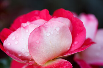 Rose flower macro. Pink rose flower close up. High quality natural background.