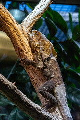 Switzerland Zurich Zoo Animal