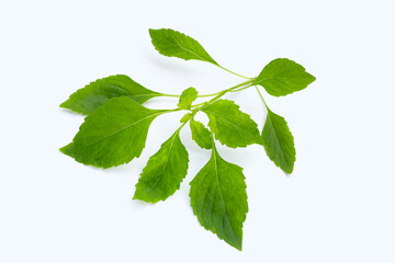 Tree Basil leaves (Ocimum gratissimum) on white background.