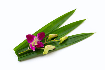 Orchid with green pandan leaves on white background.