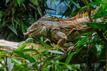 Switzerland Zurich Zoo Animal