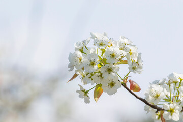 White flowers blossoming in Spring