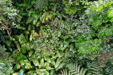 Rainforest Background from above with leafs and blooms in wild green jungle