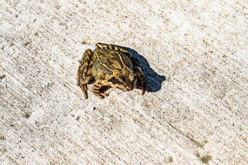 Lake frog with a green-brown skin close-up on a concrete surface. The concept of protecting wildlife and animals in the environment.