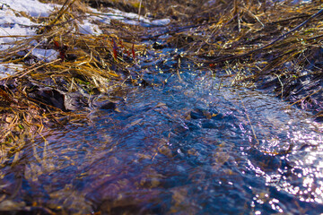 Foliage in the water of a spring stream