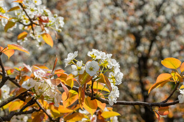 White flowers blossoming in Spring