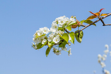 White flowers blossoming in Spring