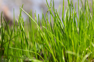 green lawn. Raindrops on the grass. Natural foliage and grass background closeup