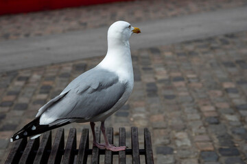 Young seagull sitting on a bench in town. Scavenger looking for food in busy city.