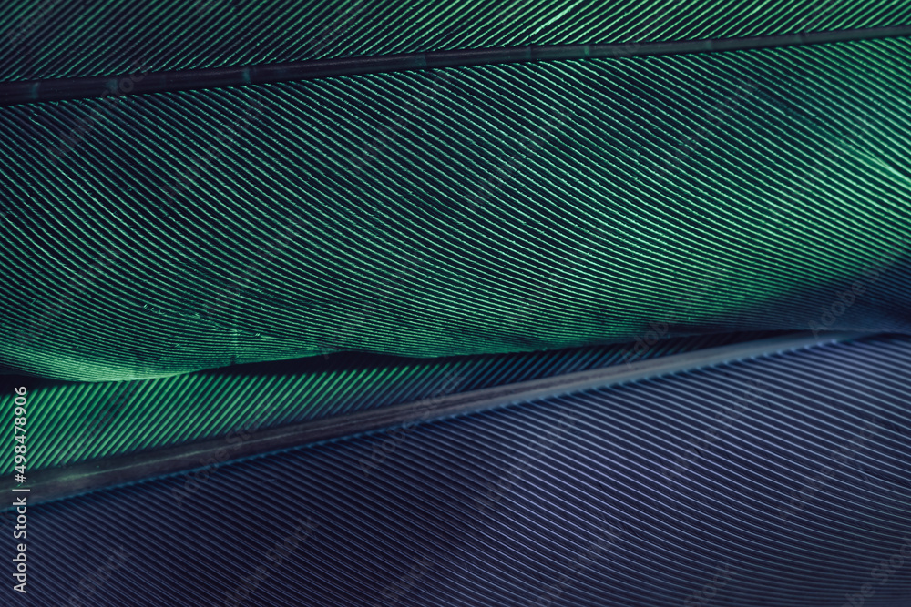 Aufkleber Close up Beautiful Bird feather background pattern texture for design. Macro photography view..