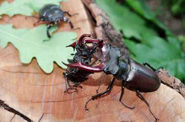 Fight between two male stag beetles.