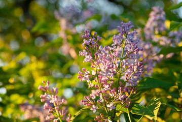 Blooming lilac bushes in May. Beautiful nature in Spring, blooming flowers