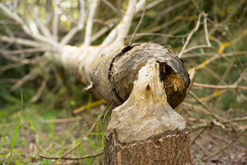 Aspen tree gnawed by beavers in forest. Fallen tree by beavers