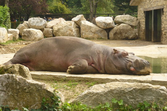 ippopotamo