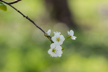 White flowers blossoming in Spring