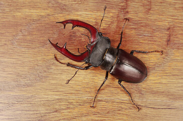 Male stag beetle (Lucanus cervus) on wood texture background.