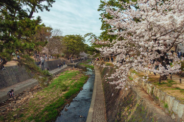 夙川河川敷緑地 (夙川公園) の満開の桜と春景色