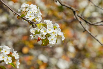White flowers blossoming in Spring