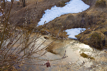 Forest with river in spring. Blooming willow on the snowy shore