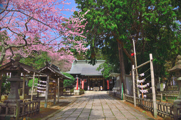 Fototapeta na wymiar 春の神社