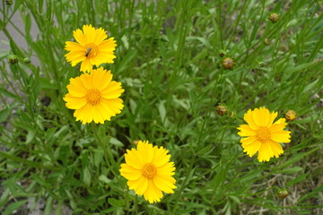 Obraz premium 4 yellow flowers of Coreopsis lanceolata in mid June