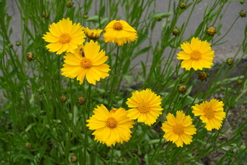 Amber yellow flowers of Coreopsis lanceolata in mid June