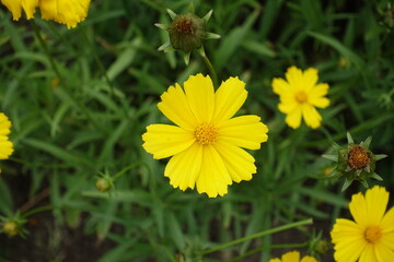 Bright yellow flowers of Coreopsis lanceolata in mid June