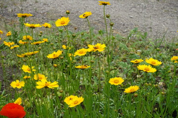 Buds and yellow flowers of Coreopsis lanceolata in mid June
