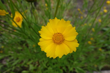 Close view of yellow flower of Coreopsis lanceolata in mid June
