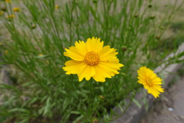 Pair of yellow flowers of Coreopsis lanceolata in mid June