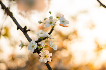 White flowers blossoming in Spring