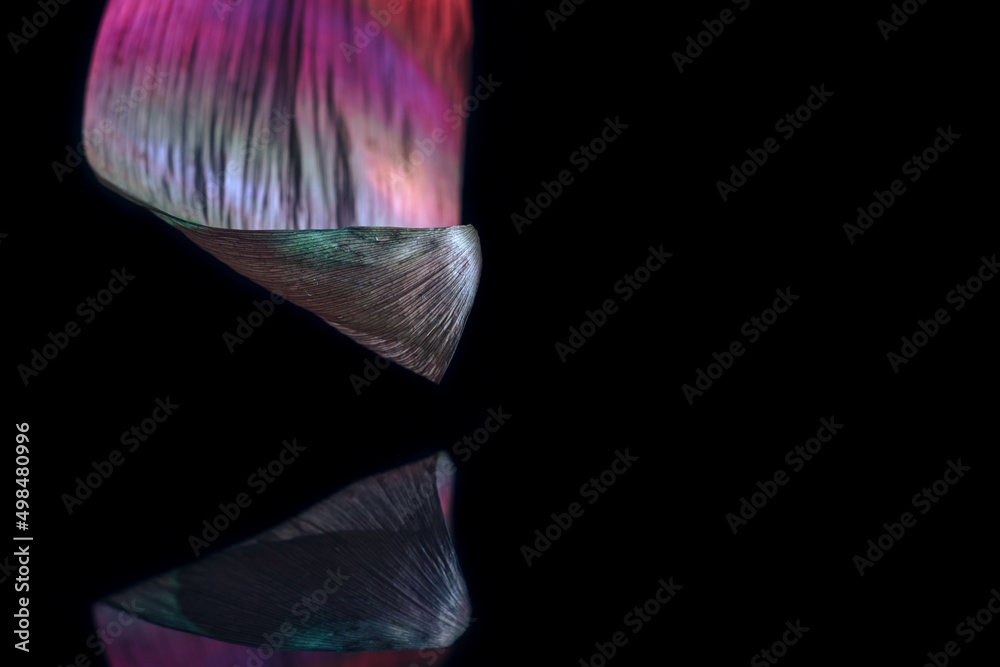 Fototapete close up beautiful leaf in multicoloured neon light on a black. minimalism retro style concept. back