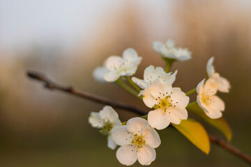 White flowers blossoming in Spring