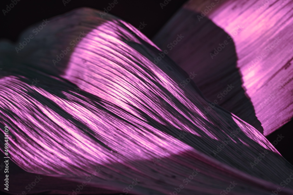 Aufkleber Close up Beautiful abstract leaf in colourful  neon light. Minimalism modern style concept. Dark Background pattern for design. Macro photography view.