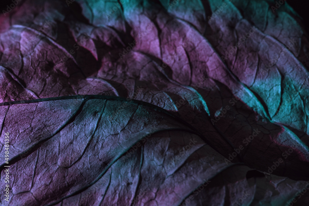 Fototapete Close up Beautiful abstraction  leaf texture in multicoloured neon light. Minimalism retro style concept. Background pattern for design. Macro photography view.